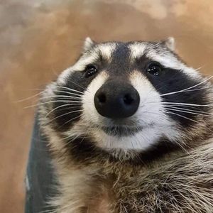 Meet your Posher, Lil